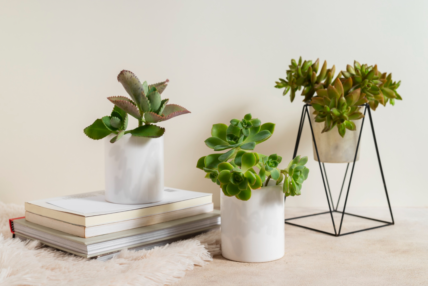 Gdzie kupić duże donice do salonu lub na taras? Poradnik i przegląd ofert