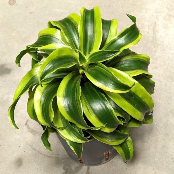 Dracena tornado 26 cm MK13/12 w hydroponice