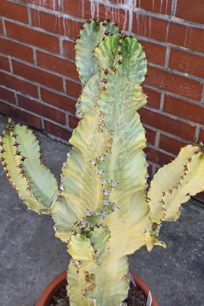 Kaktus Euphorbia ingens marmorata 100 cm