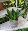Sansevieria black diamond w hydroponice 30 cm MK13/12
