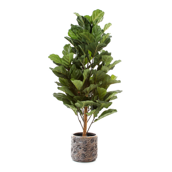 Sztuczny Fikus Lyrata dębolistny 130 cm