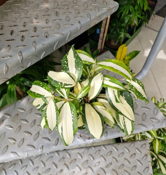 Dracena surculosa milky way MK13/12 w hydroponice