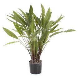 Sztuczna Kalatea Calathea 84 cm