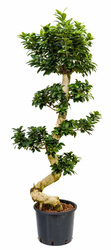 Figowiec tępy Ginseng (Ficus microcarpa) 170 cm MK32/26 - S-type bonsai