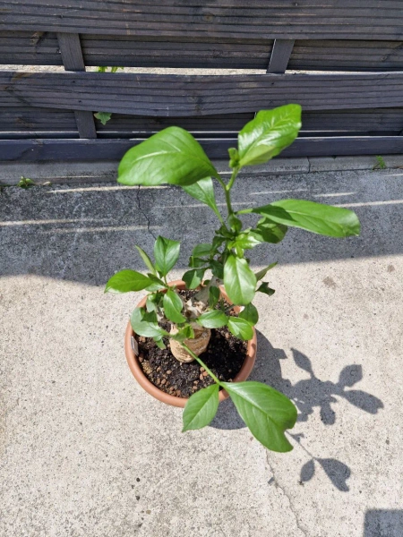 Baobab adonsonia 60 cm roślina kolekcjonerska