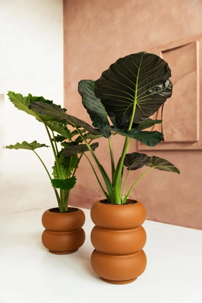 Amber Roll Low 43/40 designerska donica karmelowa