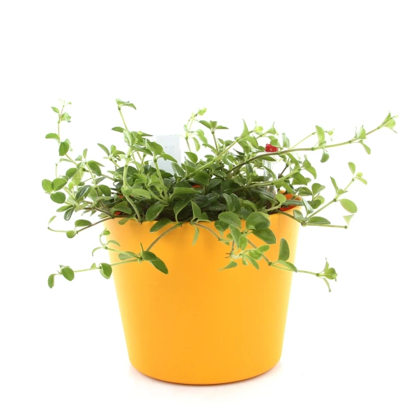 Flori 16/14 osłonka do hydroponiki zieleń wiosenna