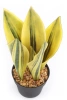 Sztuczna Sansewieria 30 cm żółto-zielona
