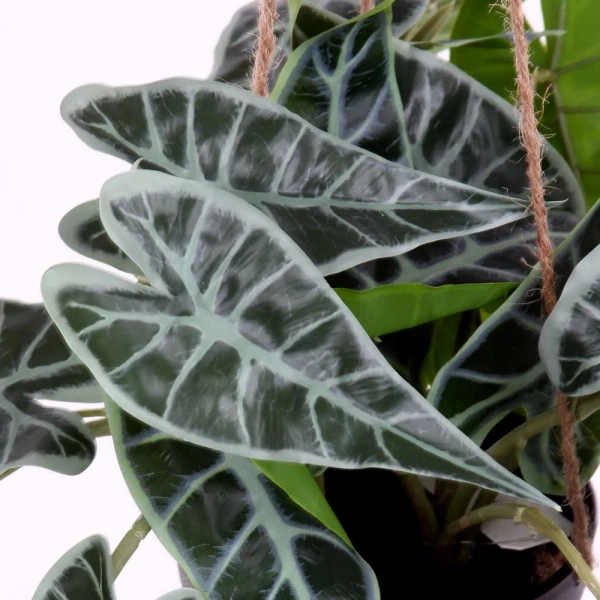 Sztuczna Alokazja wisząca 80 cm w doniczce