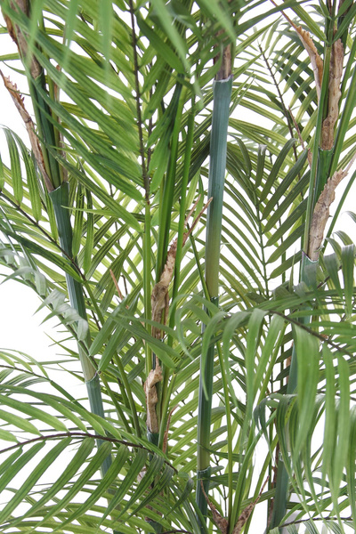 Sztuczna palma Chamaedorea 180 cm - jak żywa