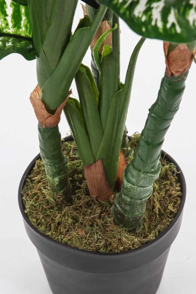 Sztuczna Difenbachia 120 cm duże kolorowe liście