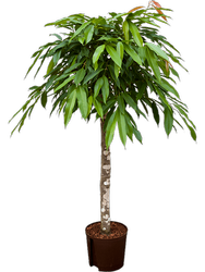 Figowiec wierzbolistny (Ficus binnendijkii Amstel King) 115 cm MK22/19 - pień