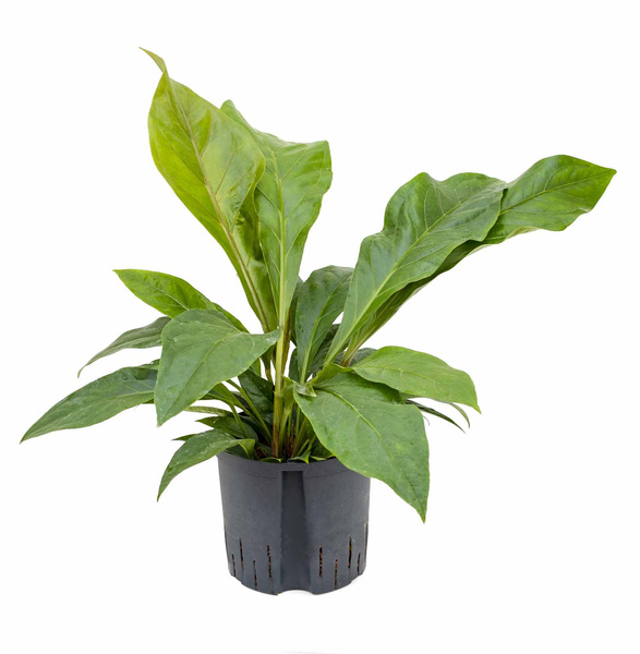Anturium (Anthurium jungle bush) 70 cm MK22/19