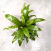 Asplenium antiqum 29 cm MK13/12