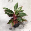 Aglaonema Light Star 33 cm MK11/9
