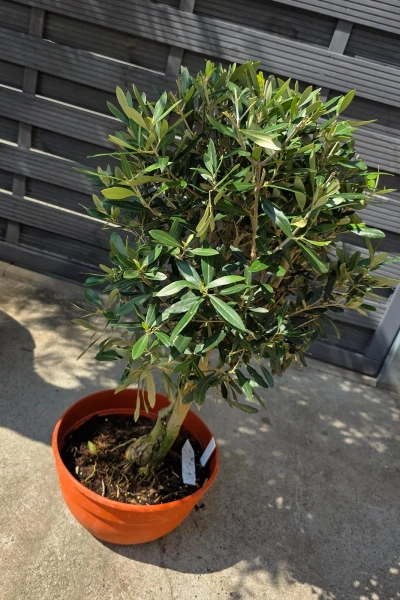 Drzewko oliwne 90 cm gęsta korona