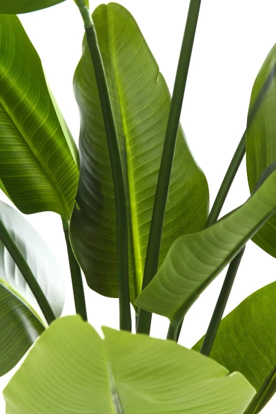 Sztuczna Strelicja Nicolai 150 cm