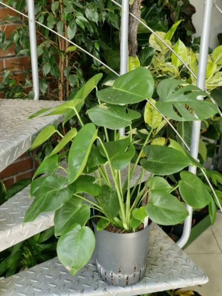 Monstera deliciosa 60 cm MK15/19 w hydroponice