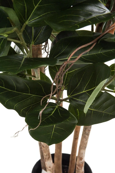 Sztuczny Fikus Audrey na drewnianych pniach 155 cm deluxe