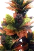 Sztuczny Kroton Codiaeum L 150 cm