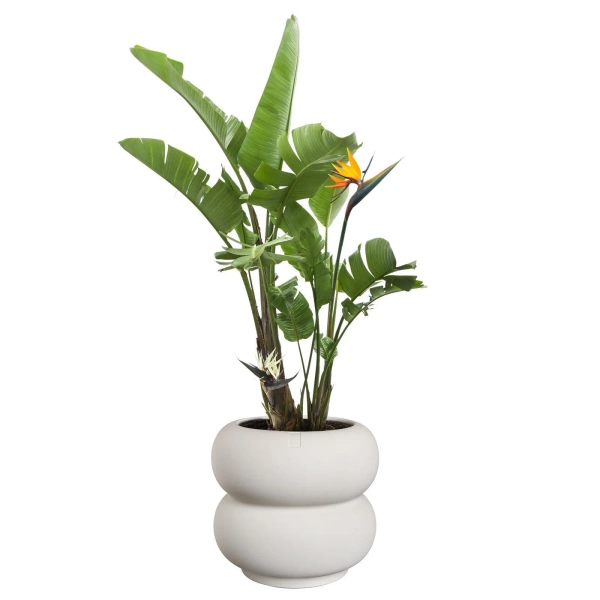 Amber Roll Low 43/40 designerska donica biała