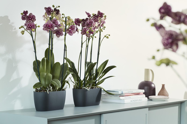 BRUSSELS ORCHID DUO 25 doniczka na storczyki wiśnia / cherry red