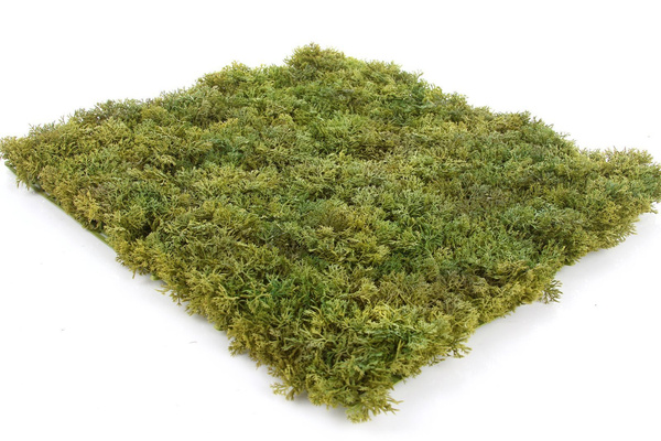 Sztuczna zielona ściana mata mech Islandzki 50x50 trudnopalna FR UV