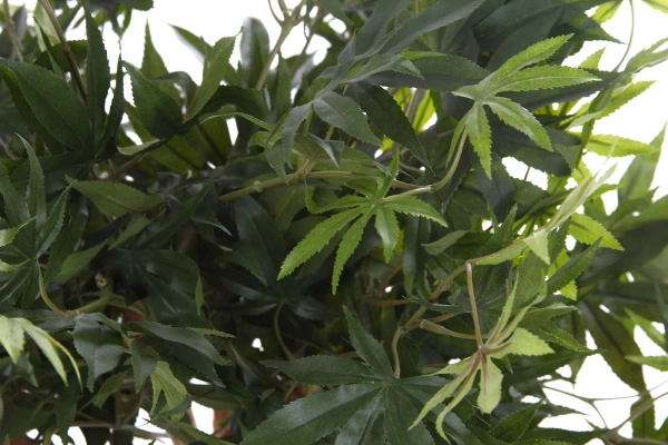 Sztuczny Klon Bonsai 85 cm zielony