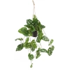 Sztuczna Monstera Monkey wisząca 80 cm w doniczce