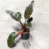 Philodendron czerwony imperial red 50 cm MK13/12