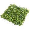 Sztuczna zielona ściana bukszpan oxalis 50x50