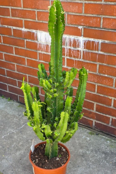 Kaktus Euphorbia erytrea 110 cm