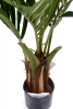 Sztuczna palma Kentia 110 cm