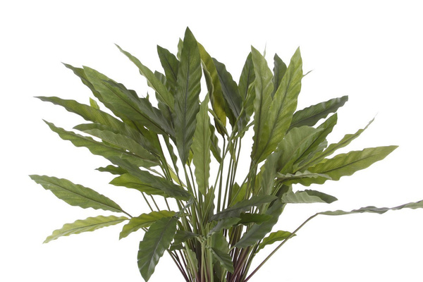 Sztuczna Kalatea Calathea 84 cm