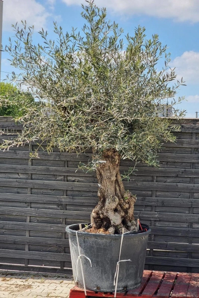 Drzewo oliwne wysokie Oliwka europejska 260 cm oryginalny pień