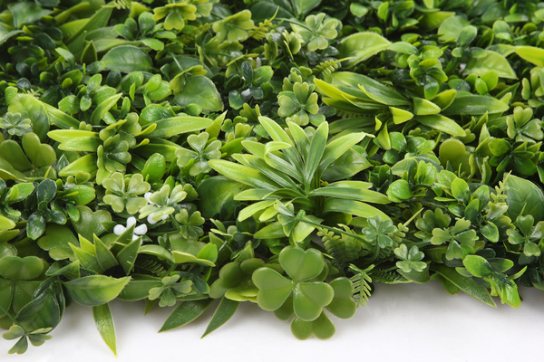 Sztuczna zielona ściana bukszpan oxalis 50x50