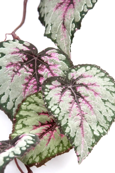 Sztuczna Begonia różowo-szara wisząca 110 cm