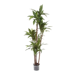 Sztuczna dracena fragrans 150 cm 81 liści drewniany pień