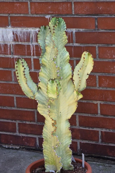 Kaktus Euphorbia ingens marmorata 100 cm