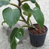 Philodendron white princess 50 cm MK13/12