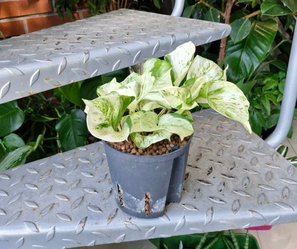 Epipremnum Pinnatum Happy Leaf w hydroponice MK13/12