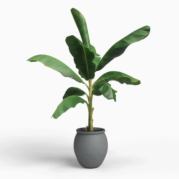 Artemis 38/42 duża osłonka śródziemnomorska antracytowa