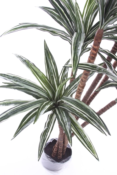 Sztuczna Dracena 150-160 cm 150 liści naturalny pień