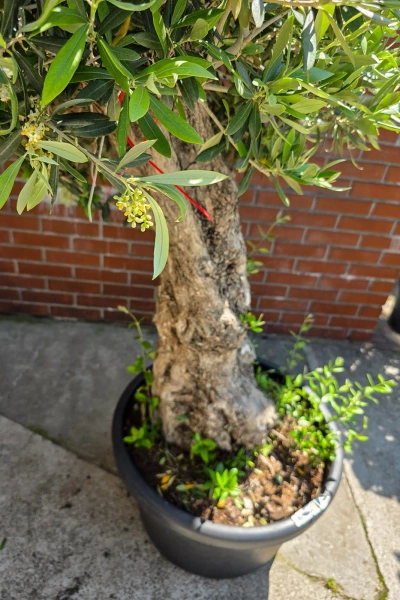 Olea europaea drzewko oliwne 180 cm