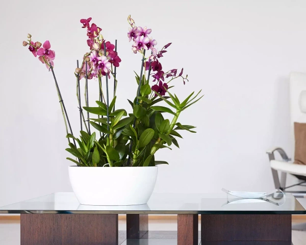 San Remo Bowl 32/13 doniczka na bonsai biała