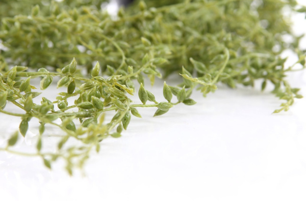 Sztuczne Senecio Starzec pnącze wiszący 70 cm w doniczce