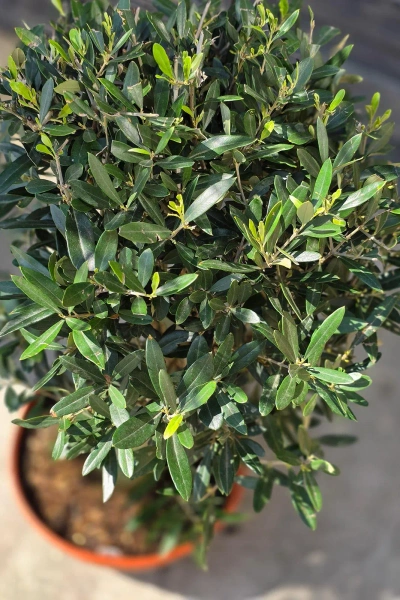 Drzewko oliwne 90 cm gruby pień