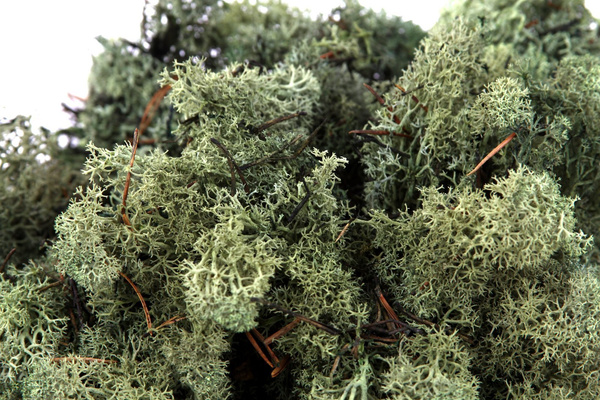 Sztuczny Mech Reniferowy chrobotek 500 g ciemnozielony