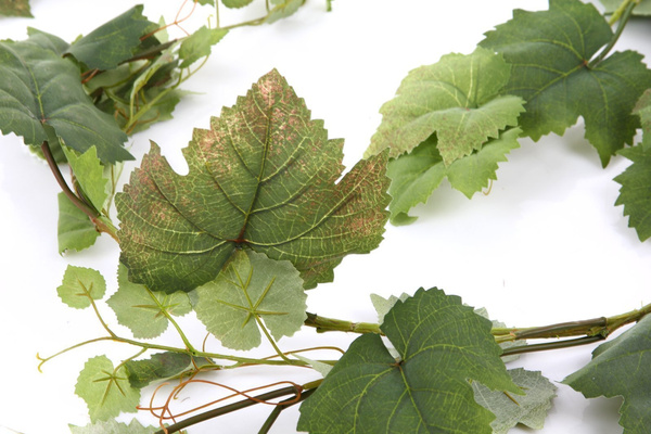 Sztuczne winogrono girlanda wiszące 180 cm 62 liście - zielone