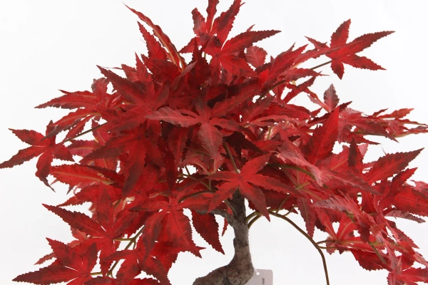 Sztuczny Bonsai Klon japoński 50 cm burgundy w doniczce